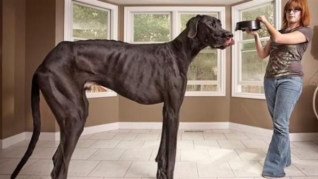 موسوعة جينيس تمنح كلبا يدعى زيوس لقب أطول كلب في العالم