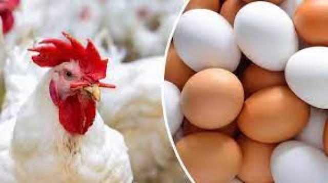 أسعار الدواجن والبيض 