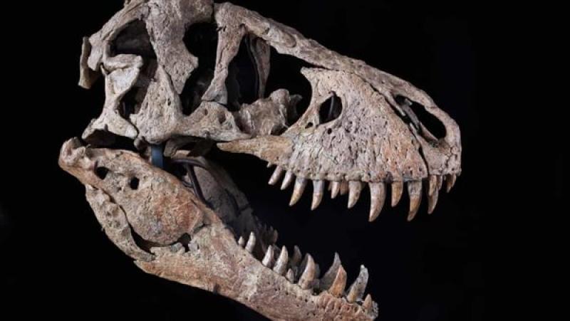 بيع رأس ديناصور في مزاد بمبلغ 6 ملايين دولار أمريكي