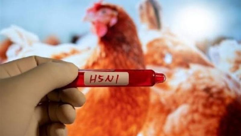 أمريكا تحذر من وارادات الدواجن الأسترالية بسبب إنفلونزا الطيور