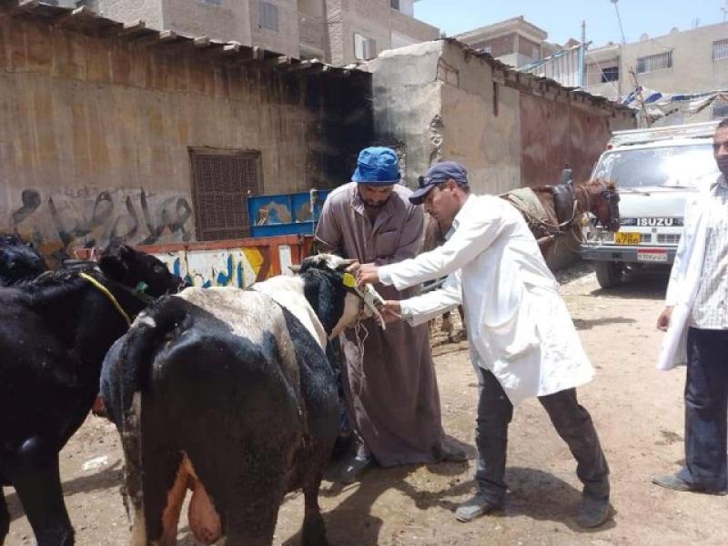 بيطري الشرقية يُنظم قافلة طبية علاجية بيطرية مجانية بقرية الحلمية التابعة لمركز و مدينة أبو حماد