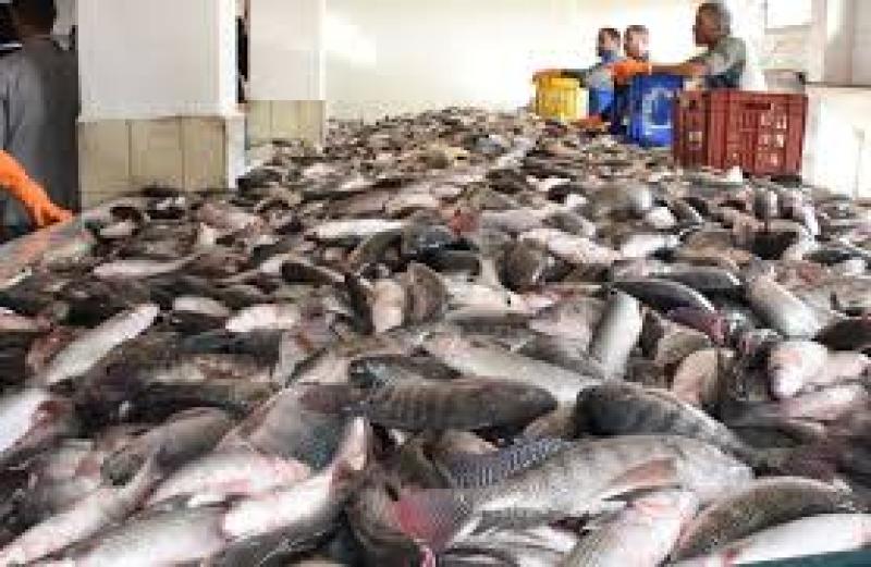 ننشر أسعار الأسماك فى سوق العبور اليوم الثلاثاء
