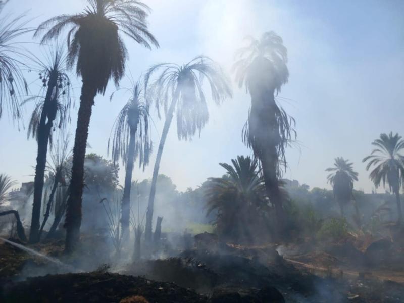 حريق يلتهم كرم نخل بالنمسا جنوب الأقصر.. أمس