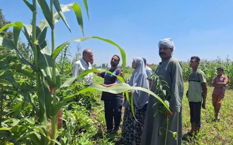 محصول القطن المحمل عليه السمسم .. في ندوة بالتعاون بين زراعة الشرقية ومعهد بحوث المحاصيل الحقلية لمزارعي قرية فرغان بديرب نجم