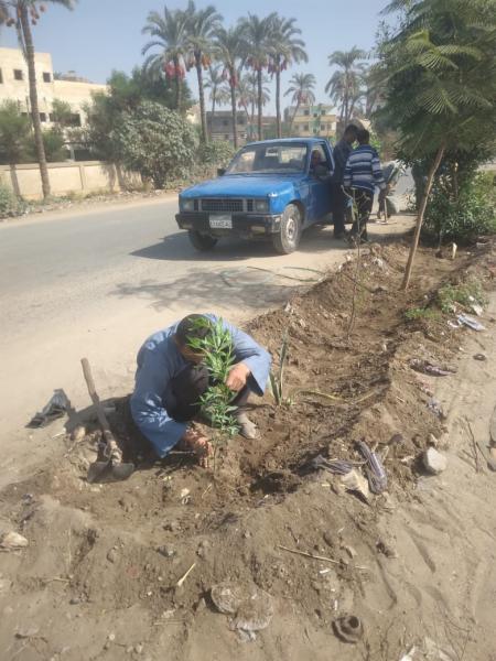 ضمن مبادرة ”المنيا تتجمل”: زراعة 135 شتلة بطريق الدائري وطريق مصر-أسوان بمركز مطاي