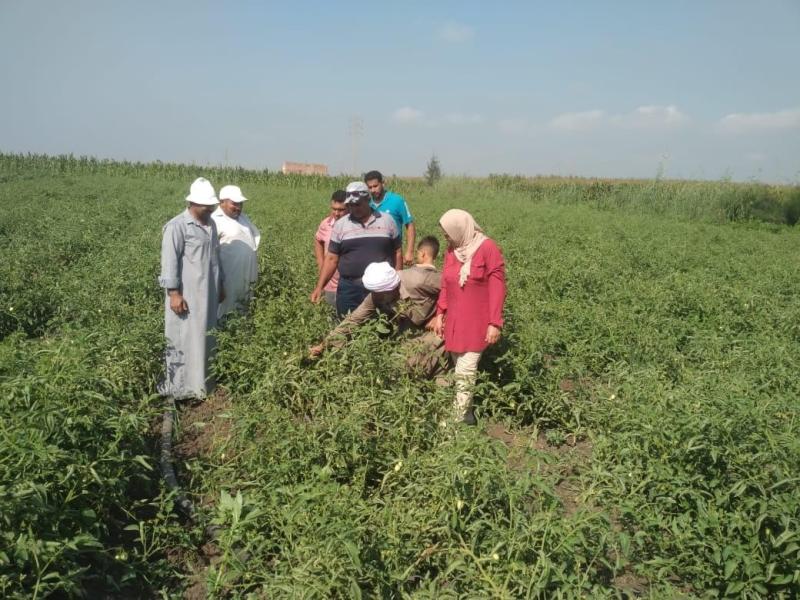 الزراعة: حصاد أنشطة مبادرة المراكز الإرشادية الزراعية خلال  شهر أغسطس 2024