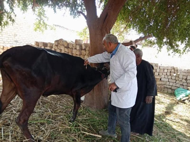 بيطري المنيا: تحصين 188 ألف رأس ماشية منذ انطلاقها ضمن الحملة القومية ضد الحمى القلاعية وحمى الوادي المتصدع