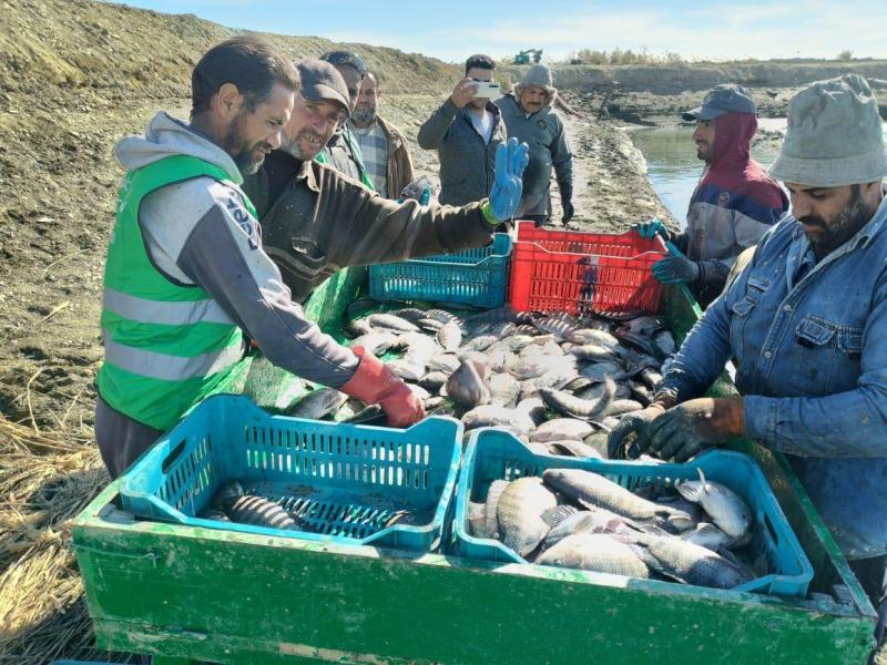 الزملوط: بدء صيد الحوض الثاني من إنتاج المزرعة السمكية بالفرافرة