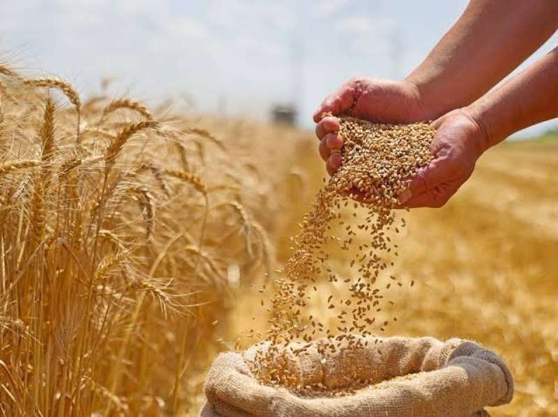 موسم الحصاد بدأ... أسعار أردب القمح اليوم السبت ٣ مايو في قنا