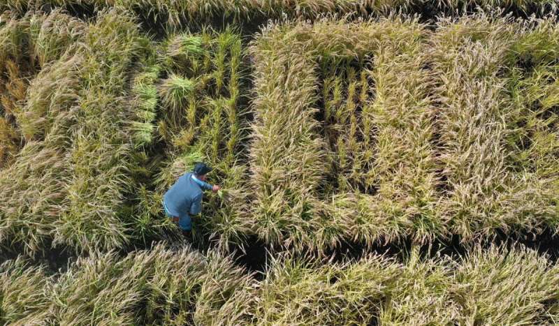 تشيلي تطور نوع جديد من الأرز يقلل استهلاك المياه بنسبة 50%