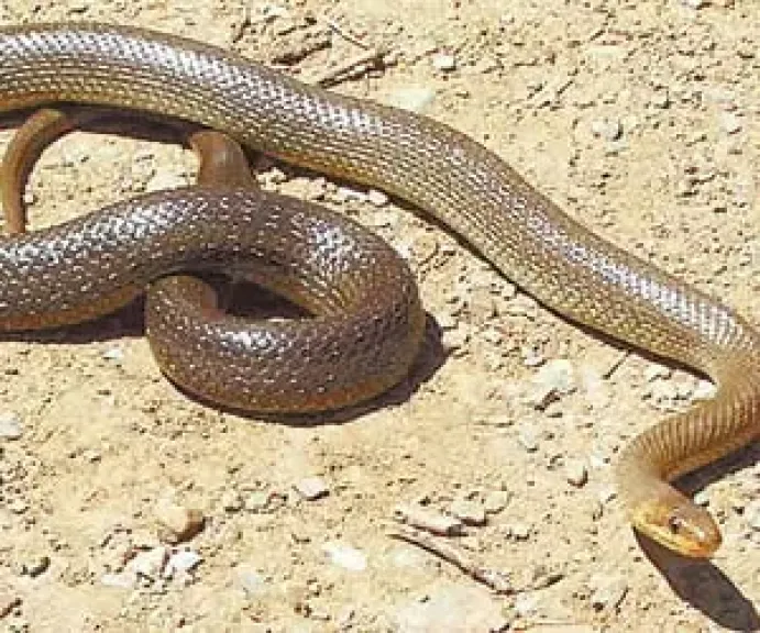  ثعبان أسود ضخم طوله 3 أمتار بالقرب من 