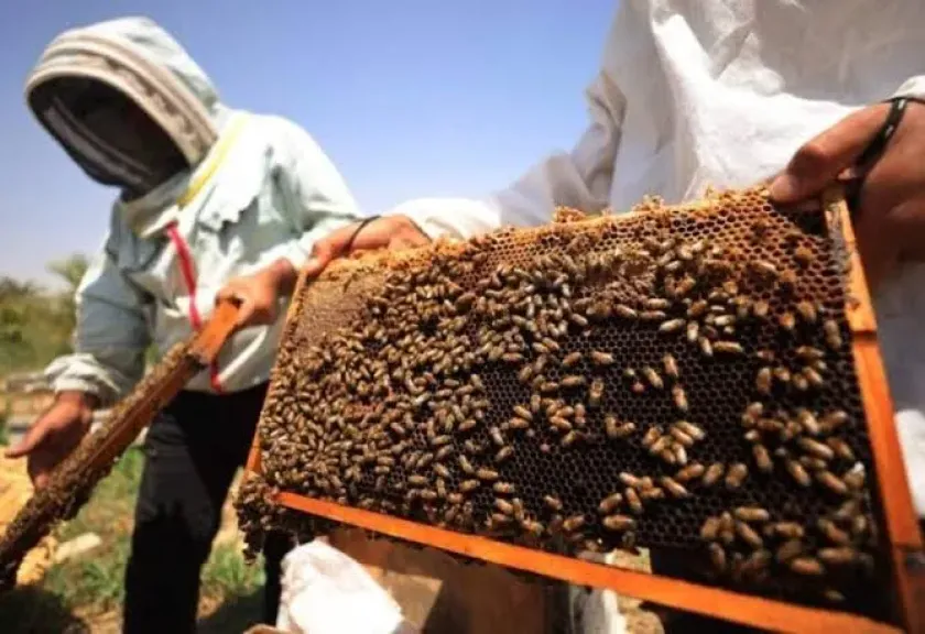 استنشاق خلايا النحل