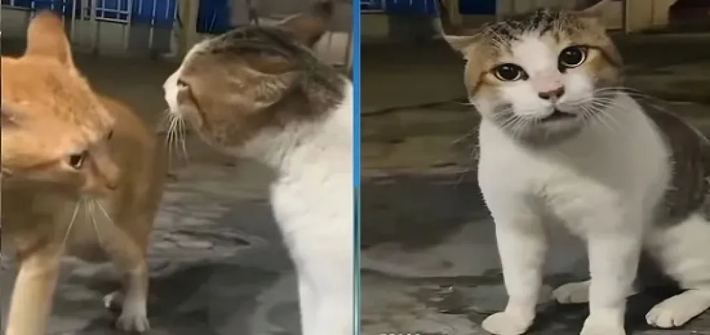 القط صاوي والقط جمعة