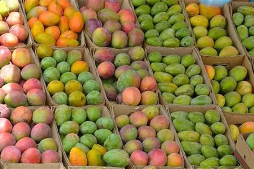 أسعار المانجا اليوم