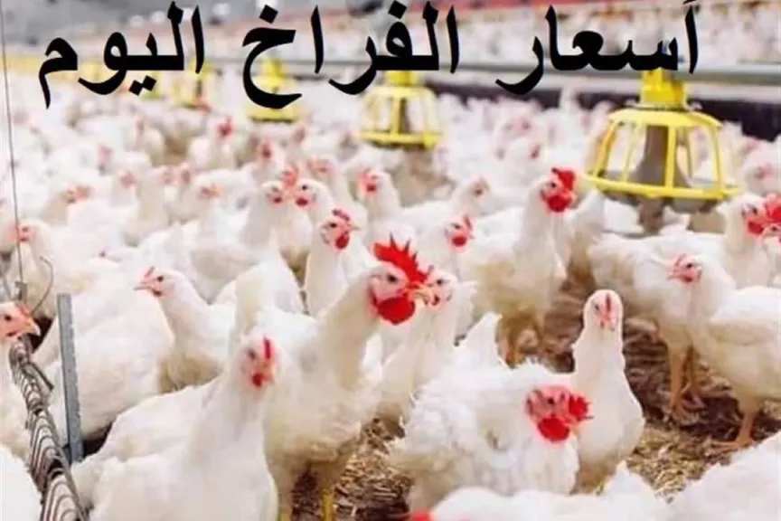 أسعار الفراخ البيضاء