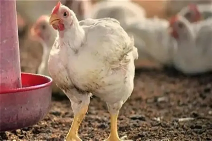 سعر الفراخ البيضاء اليوم