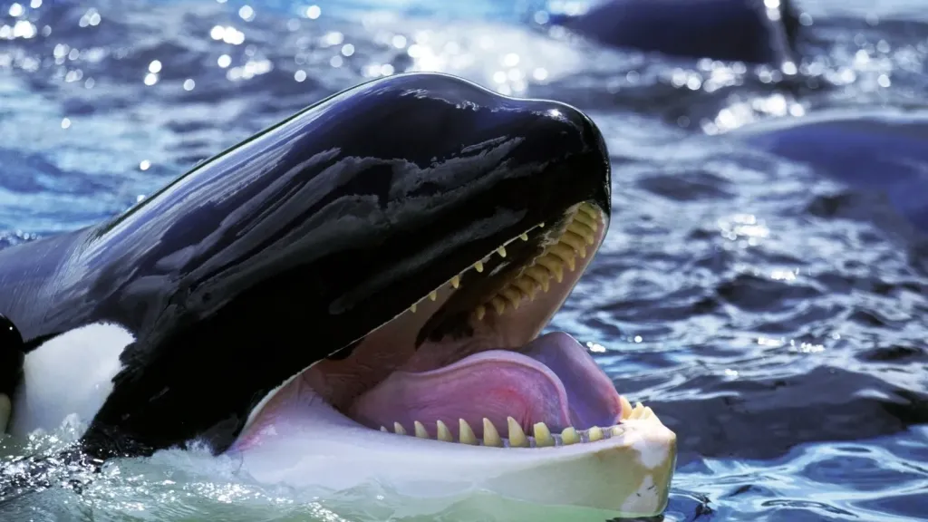 وفاة الحوت الأكثر وحدة في العالم