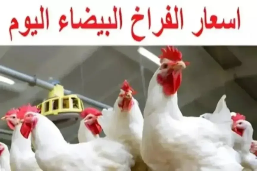 سعر الفراخ البيضاء اليوم
