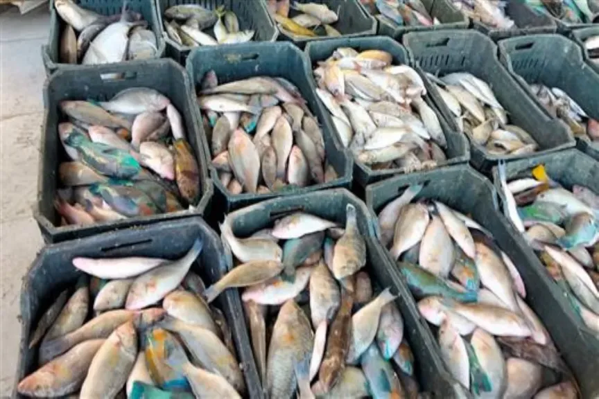 أسعار السمك اليوم للمستهلك