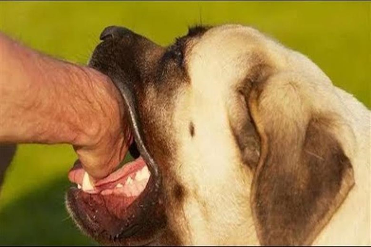 تفسير حلم عض الكلاب في اليد اليسرى للمتزوجة