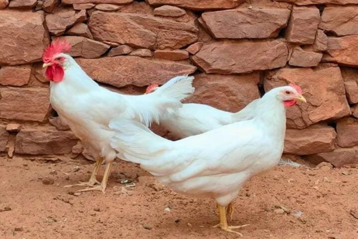 سعر الفراخ البيضاء اليوم